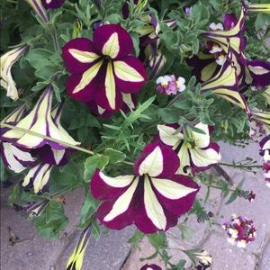 Meet your Posher, Janice